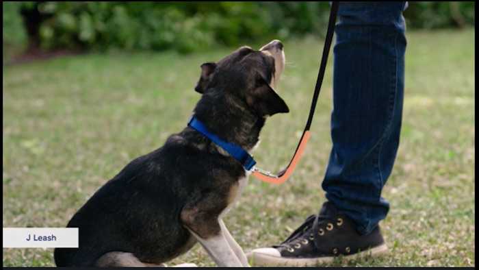 How to Gain Control of your Out of Control Dog - Brandon McMillan's Canine  Minded