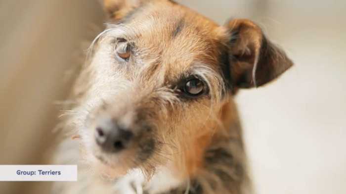 Brandon McMillan explaining terrier behaviour