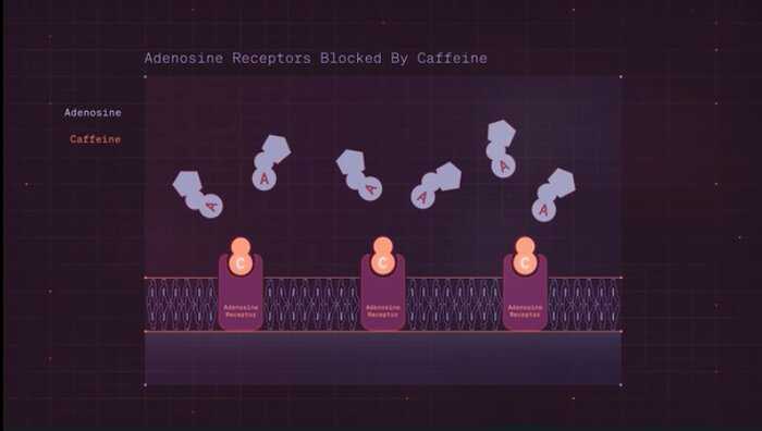 Impact of alcohol and caffeine on sleep