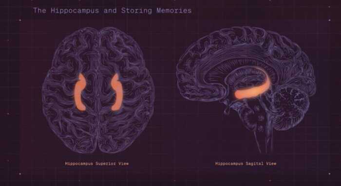 Brain activation during sleep