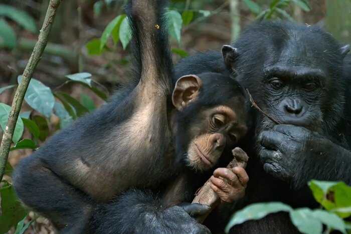 Jane Goodall MasterClass chimps