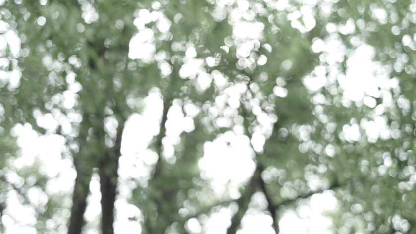 What is the Lingoda Black Friday deal?