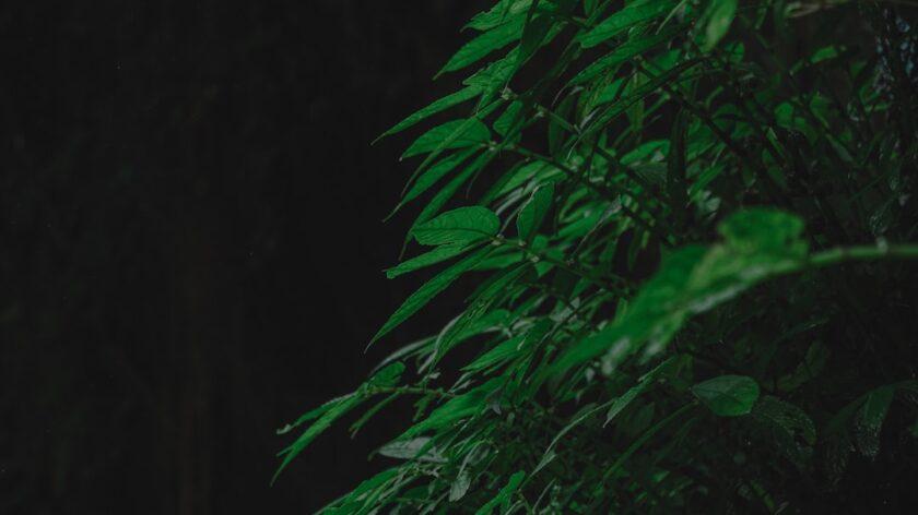 Lingoda Black Friday promo eligibility