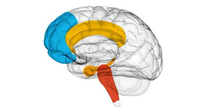 Personal development neuroscience