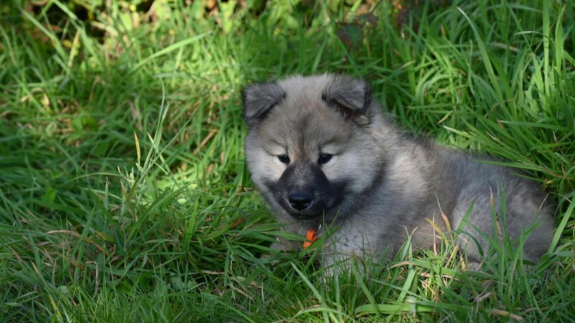 Cute fluffy puppy lying in the vibrant green grass, enjoying a sunny day outdoors.