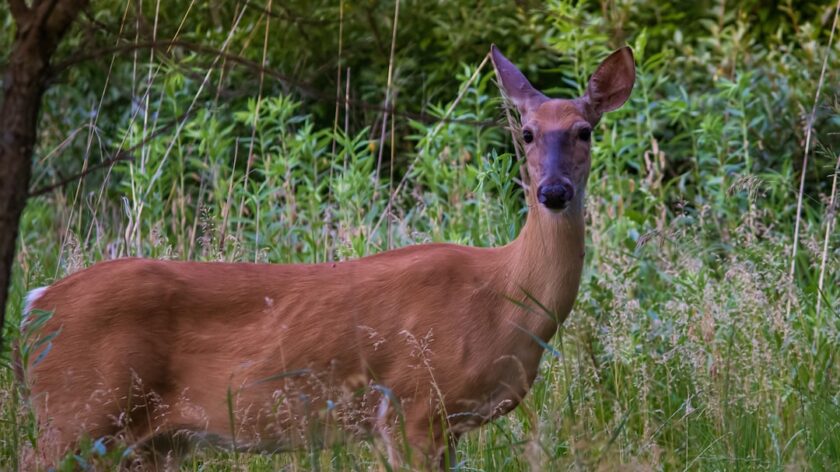 What Does a Physician Assistant Do?