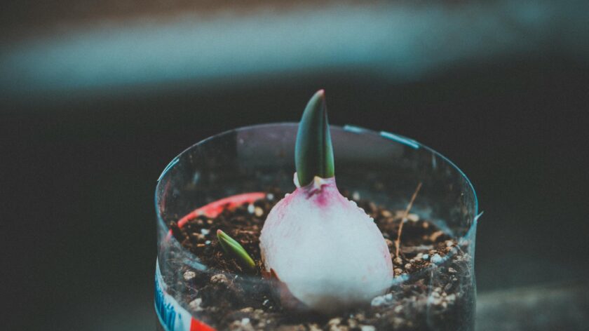 A close-up shot of a sprouting bulb plant in soil inside a transparent pot, capturing early growth.