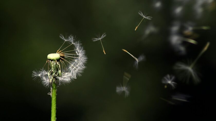 Close-up of a dandelion releasing seeds against a dark background.