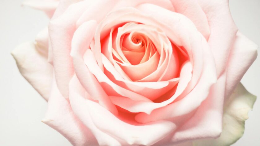 A close-up of a blooming light pink rose showcasing its soft petals in exquisite detail.