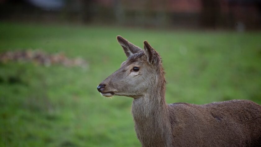 What Does an Information Security Analyst Do?