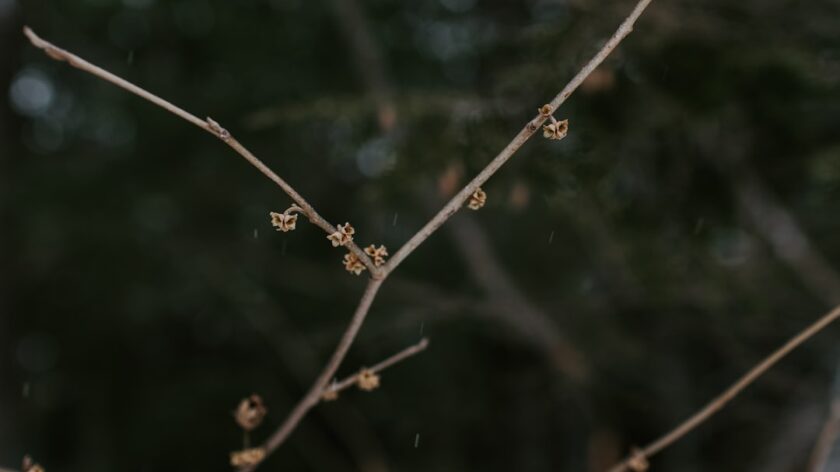 The Expanding Role of Nurse Practitioners