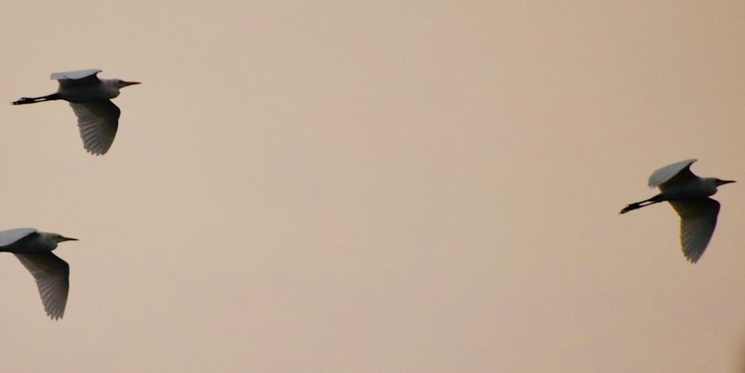 Implementing Regular Assessment and Feedback