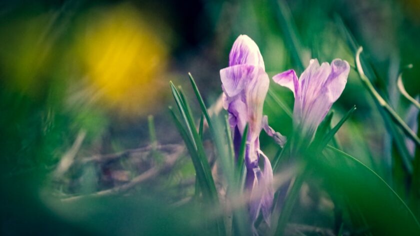 Emerging Technologies Shaping Online Learning