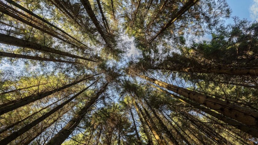 The Convergence of AI and Gamification in Education