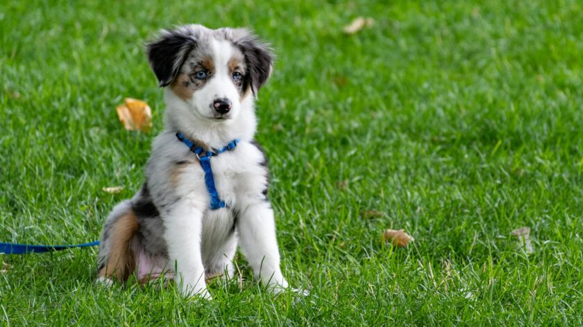 A cute Australian Shepherd puppy with blue harness sitting on a green lawn.