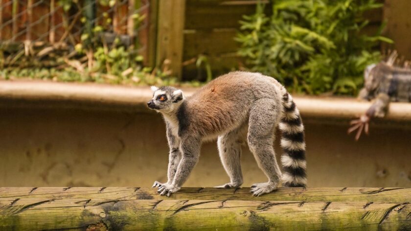 A ring-tailed lemur standing on a log in Cali Zoo, Colombia, displaying natural habitat behavior.