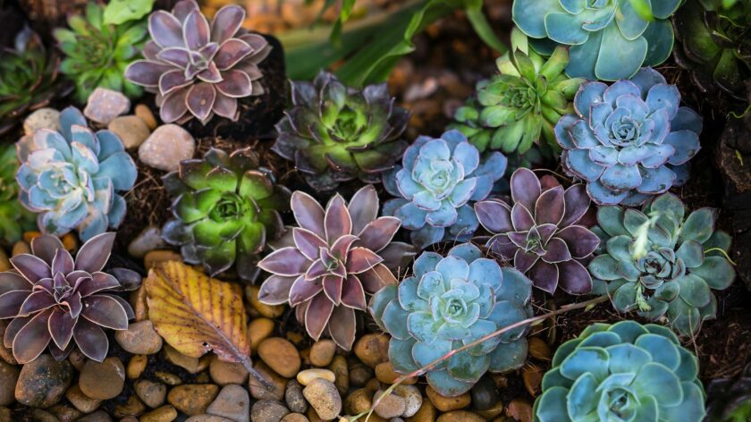 A colorful collection of succulents among stones in an outdoor garden.